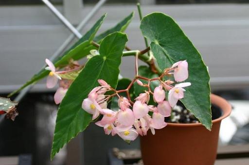 B. ‘Shiratama’